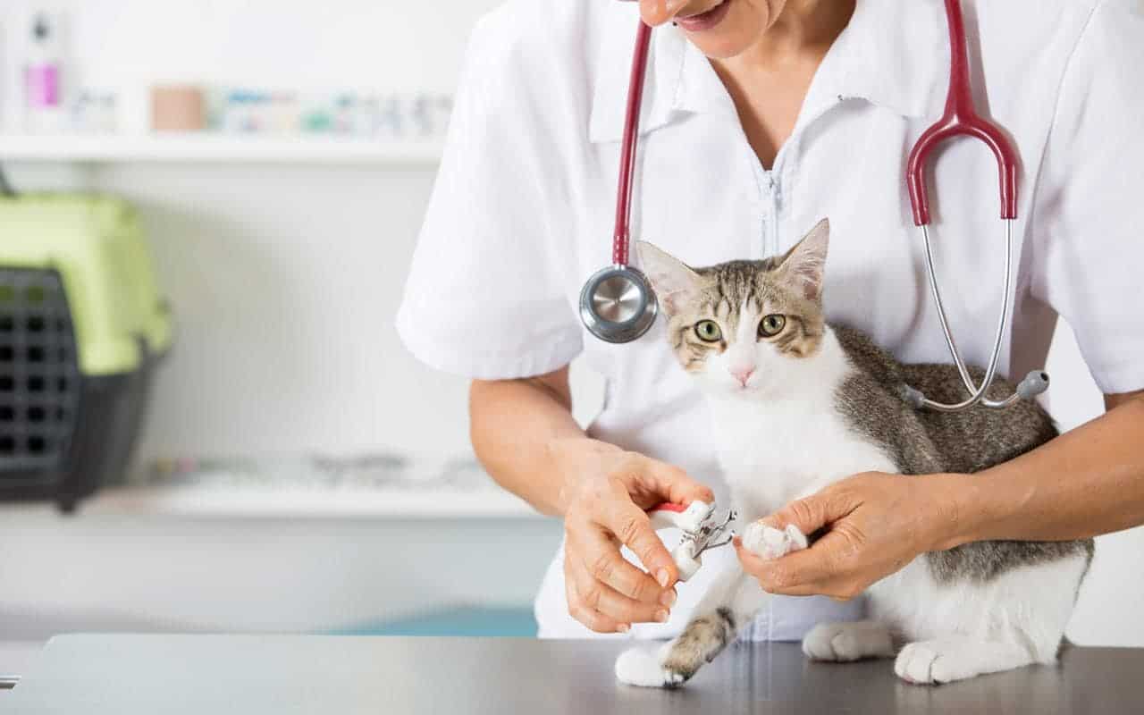 cat-at-vet-xlarge-4