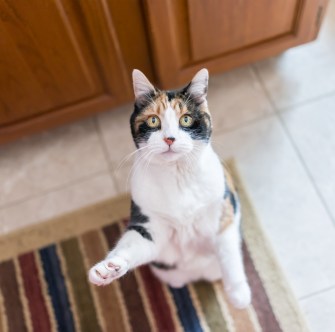 shutterstock_1094082926